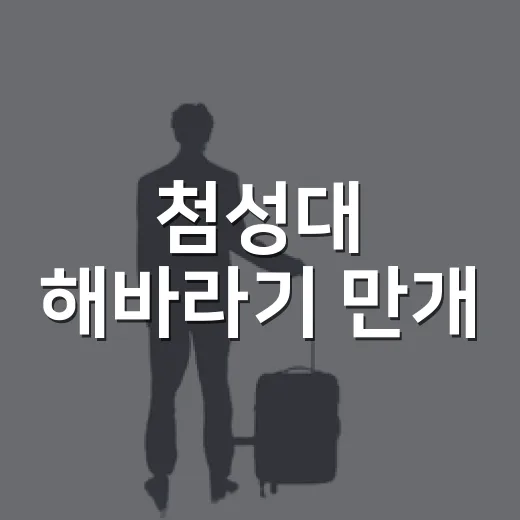 첨성대 해바라기 만개, 비 오는 날 산책 명소