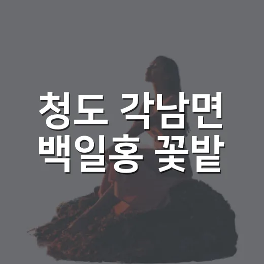 청도 각남면 백일홍 꽃밭, 여름 주말 나들이 명소
