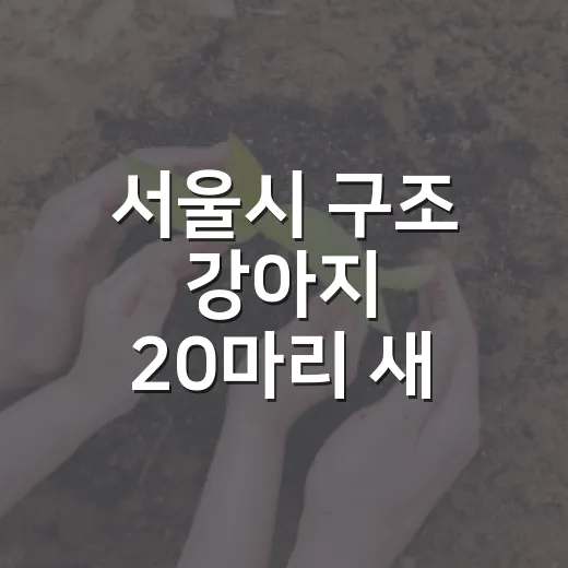 서울시 구조 강아지 20마리 새 가족 찾기