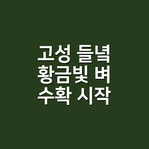 고성 들녘 황금빛 벼 수확 시작