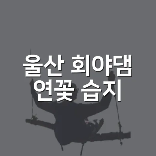울산 회야댐 연꽃 습지, 일 년 단 한 달 개방