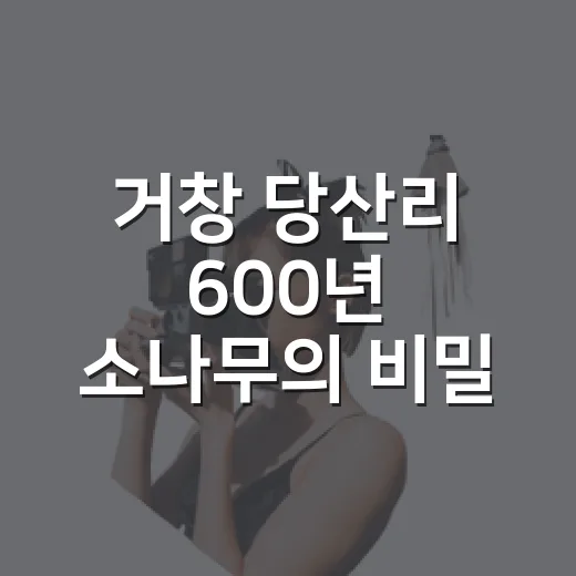 거창 당산리 600년 소나무의 비밀