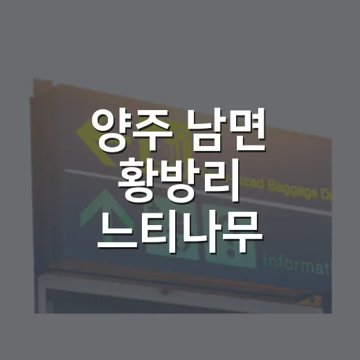 양주 남면 황방리 느티나무, 850년 세월 품은 자연유산
