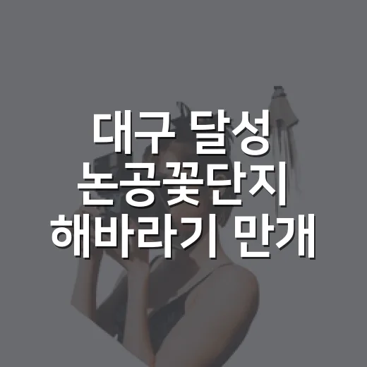 대구 달성 논공꽃단지 해바라기 만개 소식
