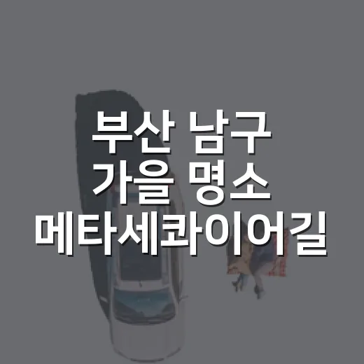 부산 남구 가을 명소 메타세콰이어길 산책