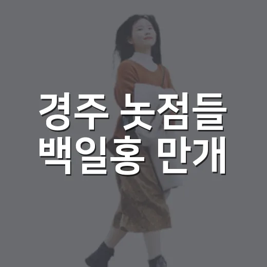 경주 놋점들 백일홍 만개, 가을 꽃구경 명소