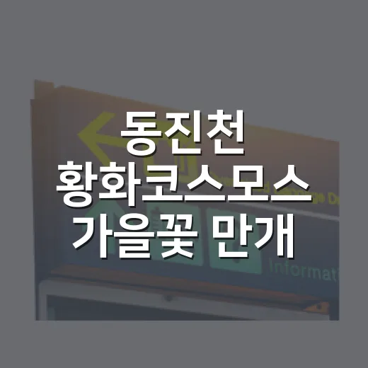동진천 황화코스모스 가을꽃 만개 풍경