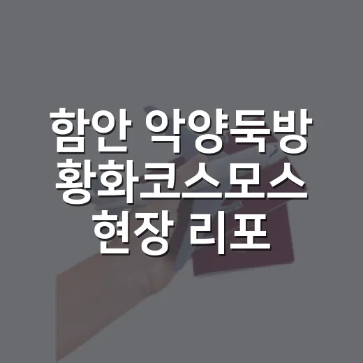 함안 악양둑방 황화코스모스 현장 리포트