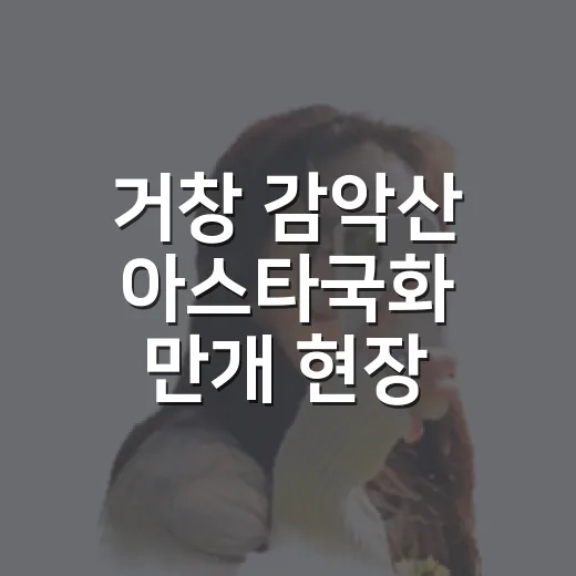 거창 감악산 아스타국화 만개 현장
