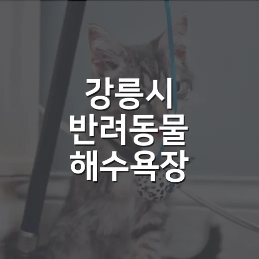 강릉시 반려동물 해수욕장 이용법