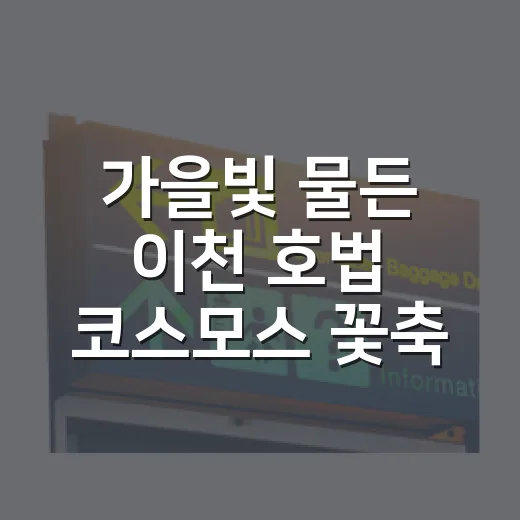 가을빛 물든 이천 호법 코스모스 꽃축제