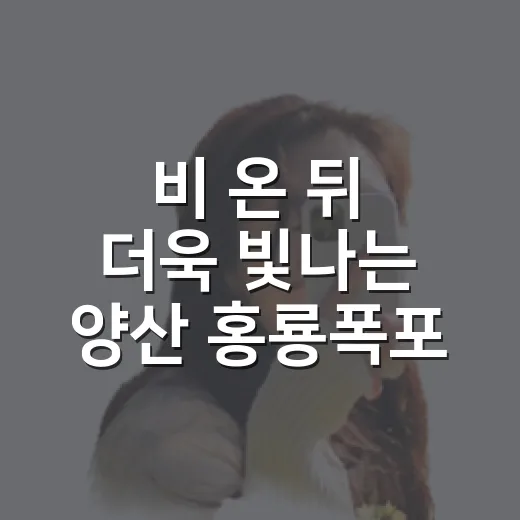 비 온 뒤 더욱 빛나는 양산 홍룡폭포