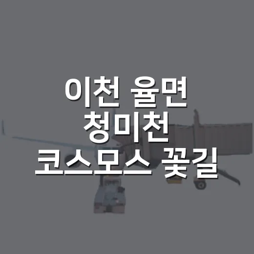 이천 율면 청미천 코스모스 꽃길 가을 산책 명소