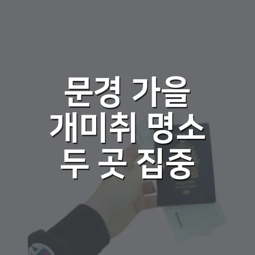 문경 가을 개미취 명소 두 곳 집중 탐방