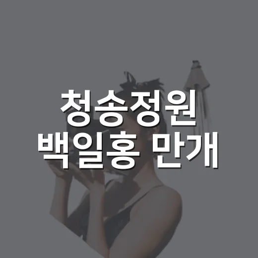 청송정원 백일홍 만개, 가을 산소카페 명소