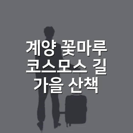 계양 꽃마루 코스모스 길 가을 산책