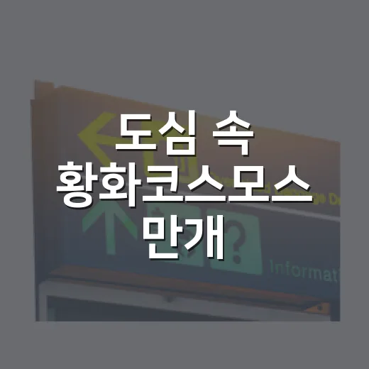도심 속 황화코스모스 만개, 가을 정취 가득