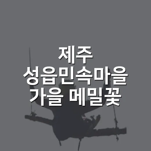 제주 성읍민속마을 가을 메밀꽃 풍경
