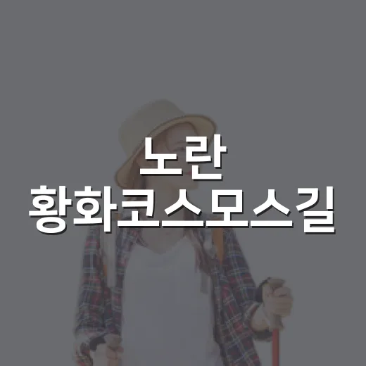 노란 황화코스모스길, 청송 가을 풍경