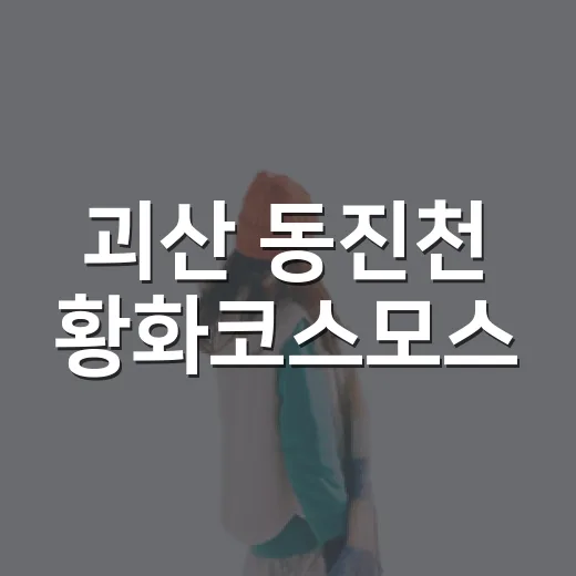 괴산 동진천 황화코스모스, 가을 한적한 꽃길 산책