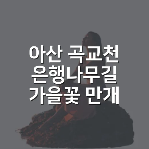 아산 곡교천 은행나무길 가을꽃 만개 산책