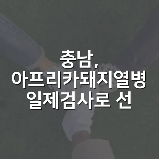 충남, 아프리카돼지열병 일제검사로 선제 방역 강화