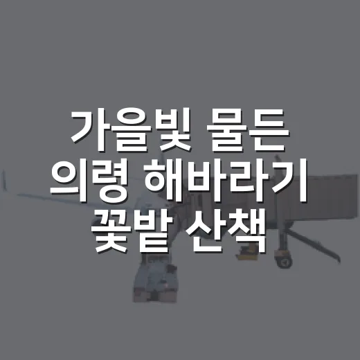 가을빛 물든 의령 해바라기 꽃밭 산책