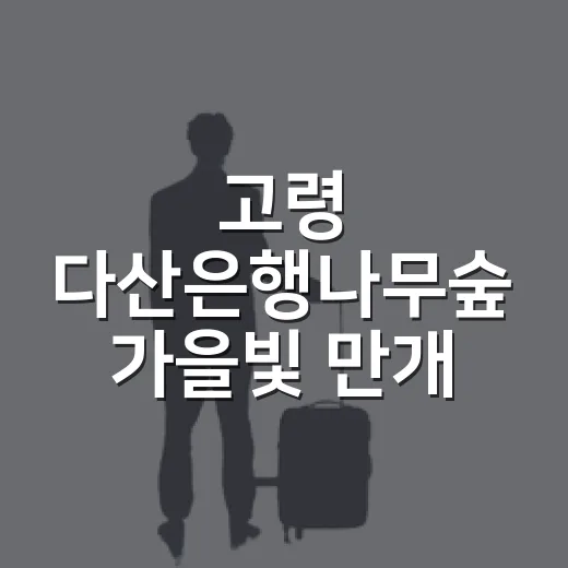 고령 다산은행나무숲 가을빛 만개