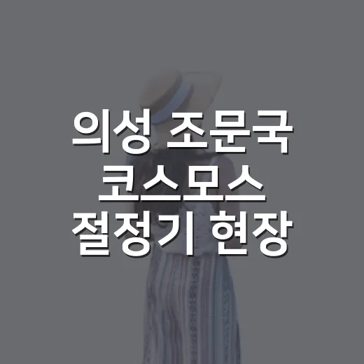 의성 조문국 코스모스 절정기 현장