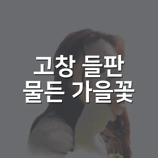 고창 들판 물든 가을꽃