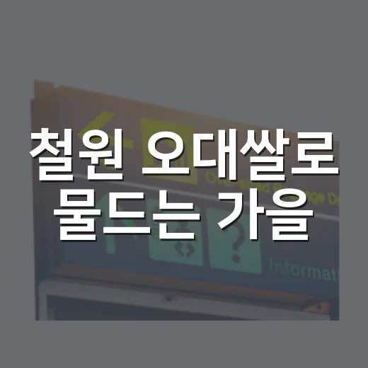 철원 오대쌀로 물드는 가을