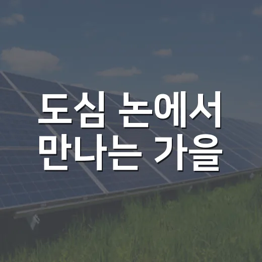 도심 논에서 만나는 가을