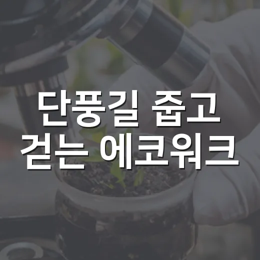 단풍길 줍고 걷는 에코워크