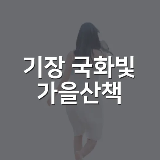 기장 국화빛 가을산책