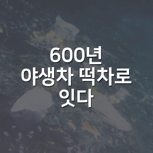 600년 야생차 떡차로 잇다