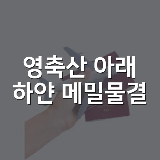영축산 아래 하얀 메밀물결