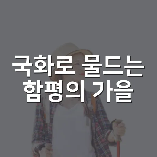 국화로 물드는 함평의 가을