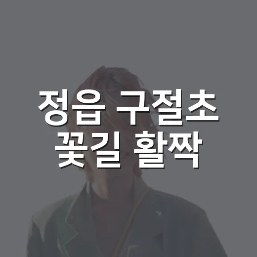 정읍 구절초 꽃길 활짝