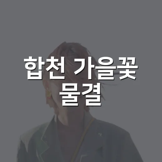 합천 가을꽃 물결