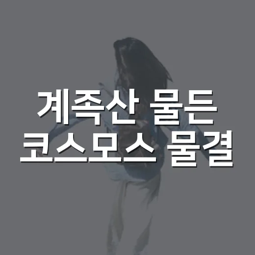 계족산 물든 코스모스 물결