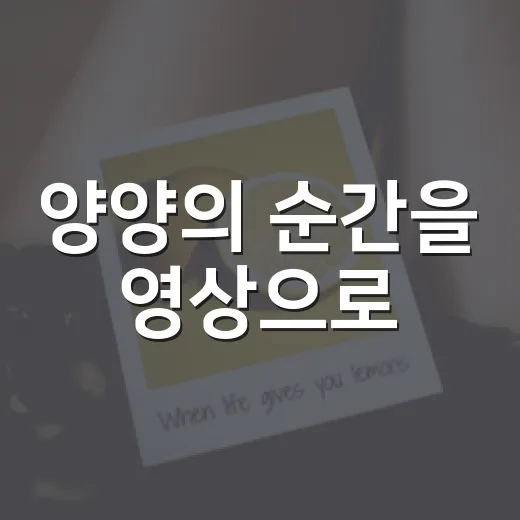 양양의 순간을 영상으로
