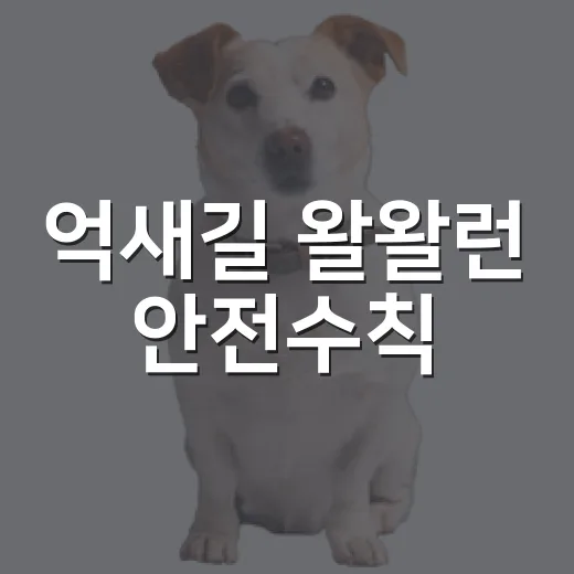 억새길 왈왈런 안전수칙