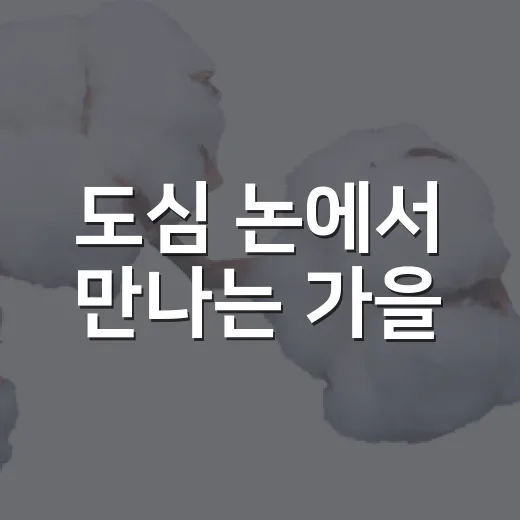 도심 논에서 만나는 가을