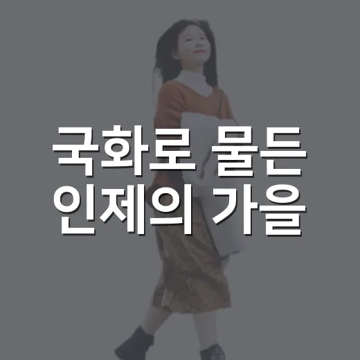 국화로 물든 인제의 가을