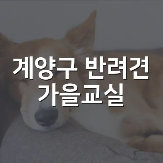 계양구 반려견 가을교실