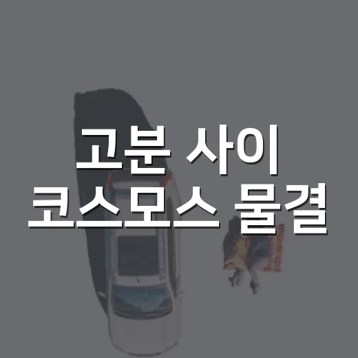 고분 사이 코스모스 물결