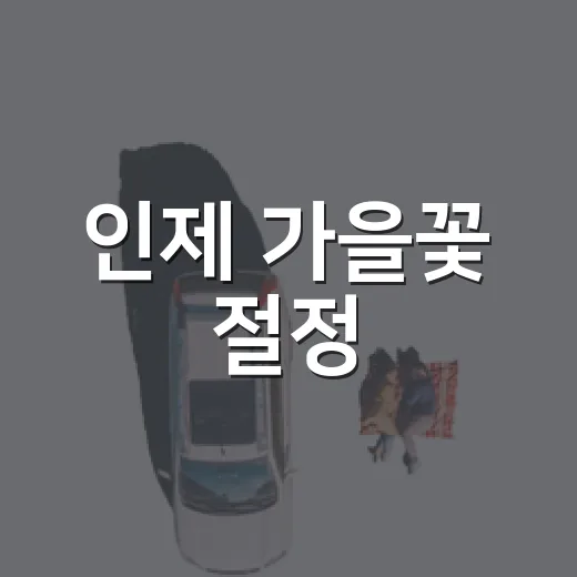 인제 가을꽃 절정