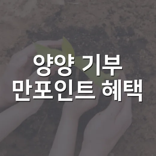 양양 기부 만포인트 혜택