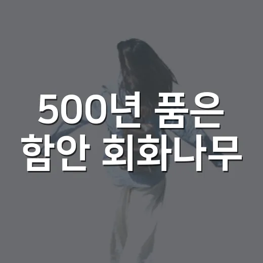 500년 품은 함안 회화나무