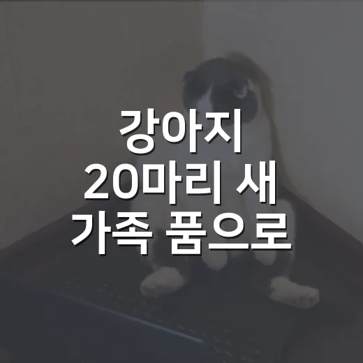 강아지 20마리 새 가족 품으로
